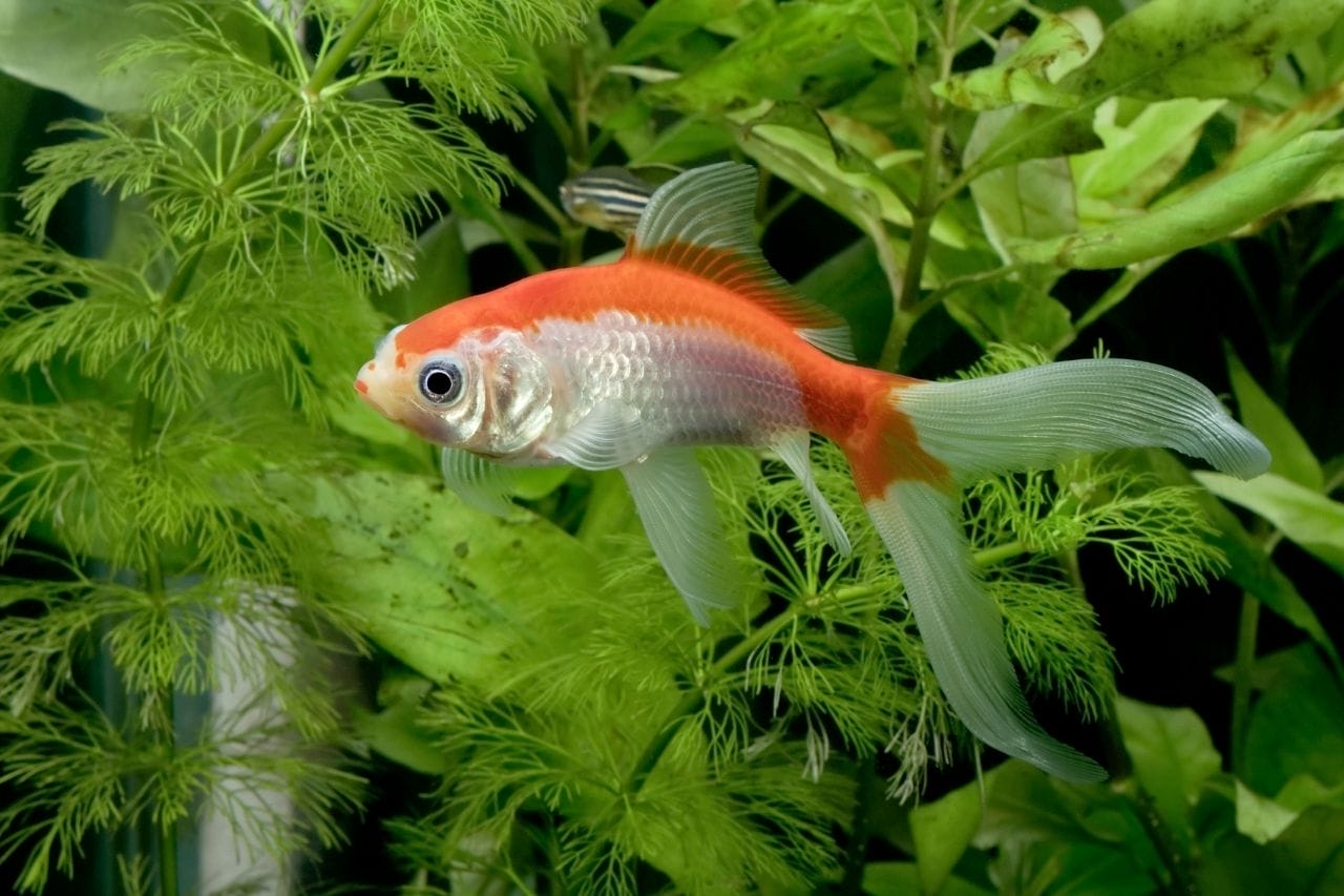 Comet Goldfish: A Care And Fact Guide For This Gorgeous Fish Species