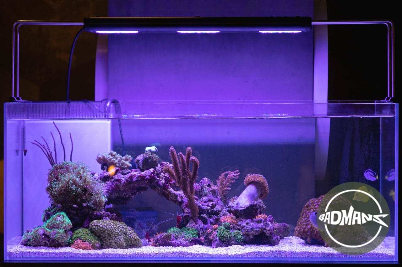 AI Prime HD Review: Premier Lighting System For Reef Tanks