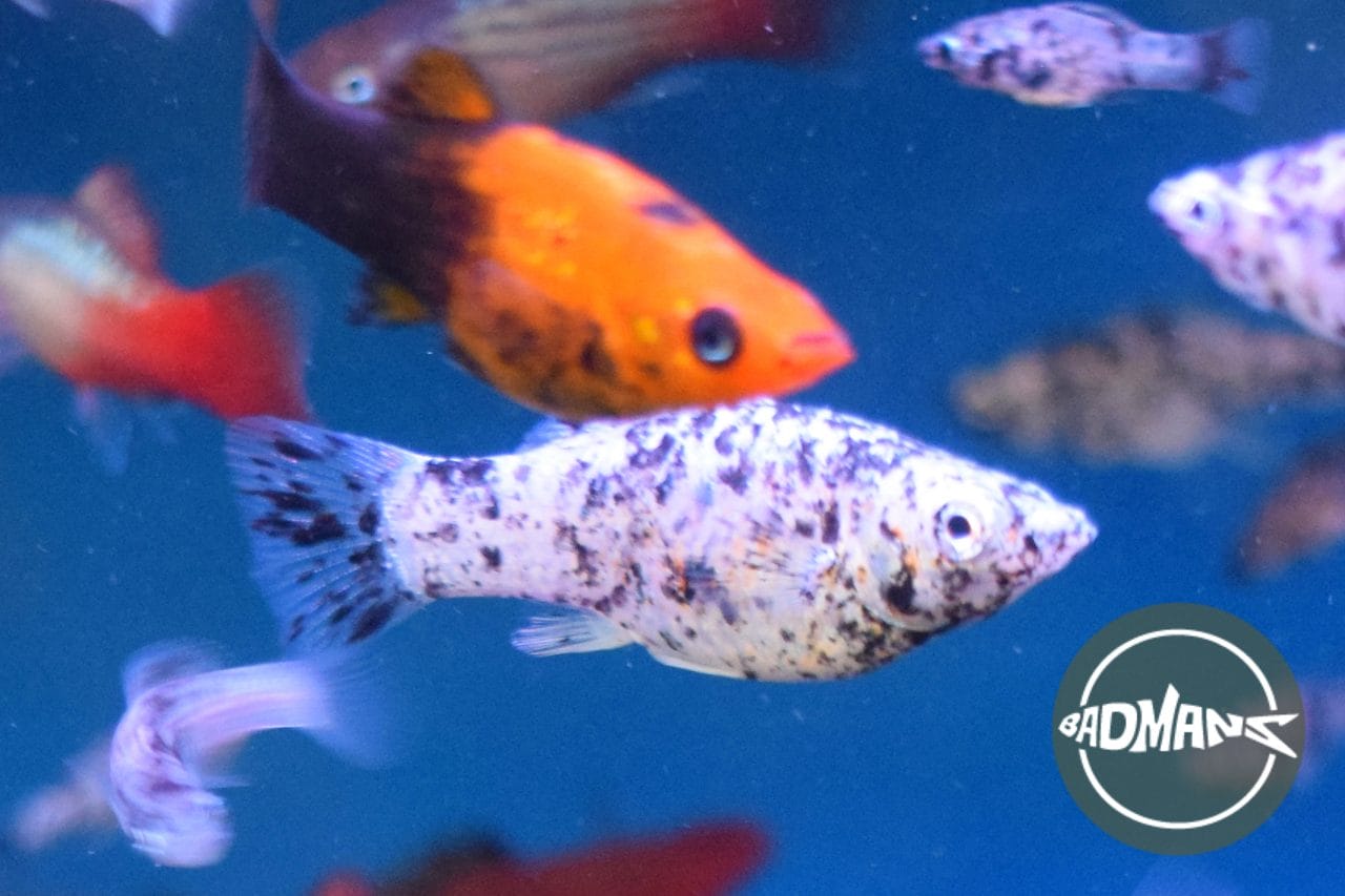 Pregnant Dalmatian Molly: How Do You Know Your Fish Is Pregnant?