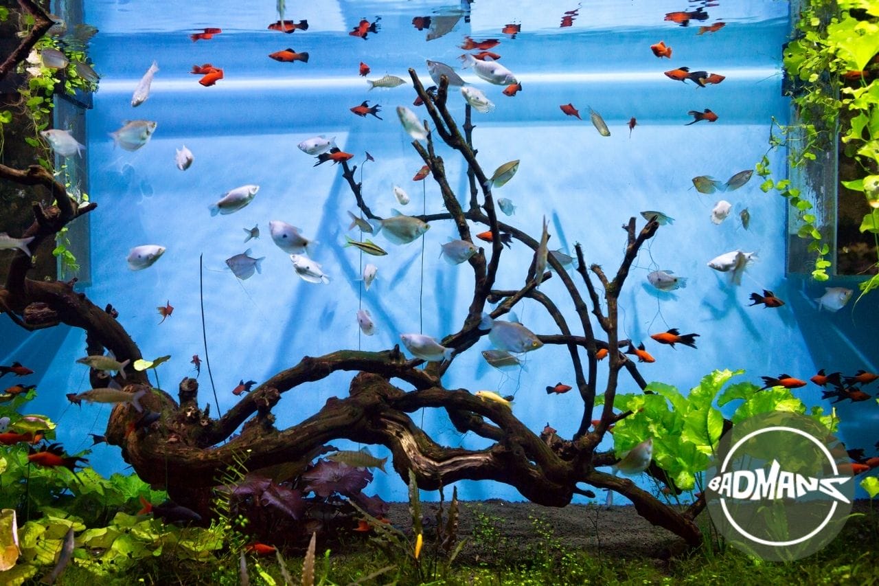 Best Aquarium Backgrounds: Top Five Options For Fish Tanks Available Online