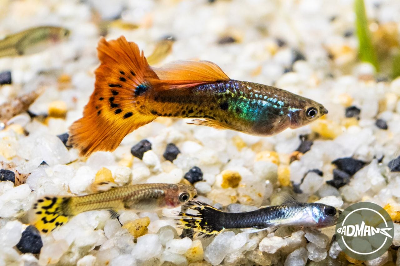 How Long Do Guppies Live: Expert Tips To Increase Guppies Lifespan