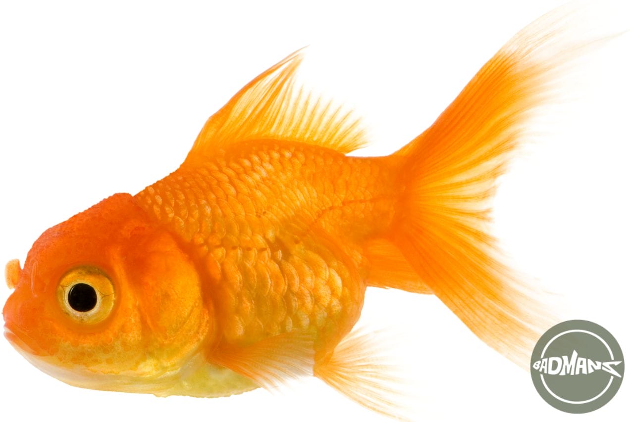 Goldfish Popeye: Know The Cause And Ways To Treat Goldfish Popeye